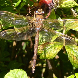 Aeshna grandis